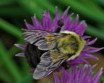 Bee - Garden 6-2-11-pf.jpg