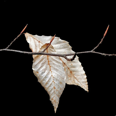 Leaves Little Long Pond b 3-16-16-pf.jpg