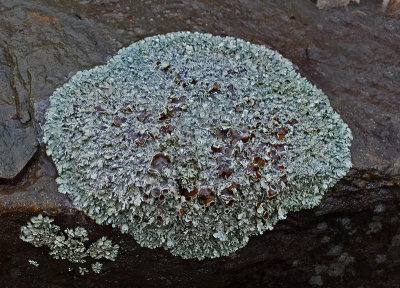 Lichen   Yard 3-25-16-pf.jpg