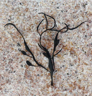 Seaweed Between Ship Harbor and Seawall b-ed 3-30-12-pf.jpg