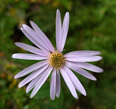 Wildflower - McCabe Mtn. Trail 9-26-13-pf.jpg