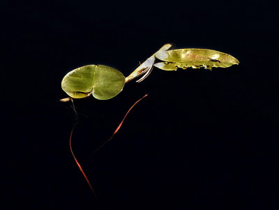 Lily Pads - Breakneck Pond b 10-6-13-ed-pf.jpg