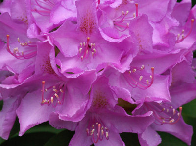 Rhododendron Garden 6-4-16.jpg