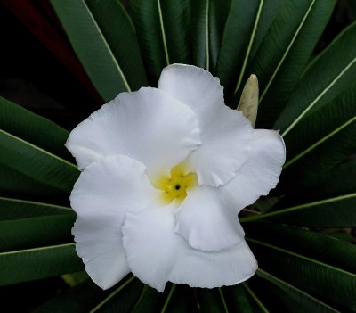 Cactus Flower 6-9-16.jpg