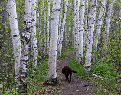 Kelley  - Stillwater River Trail b 5-17-13-ed-pf.jpg