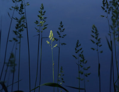 Weeds  DeMeritt Forest b 6-26-16-pf .jpg