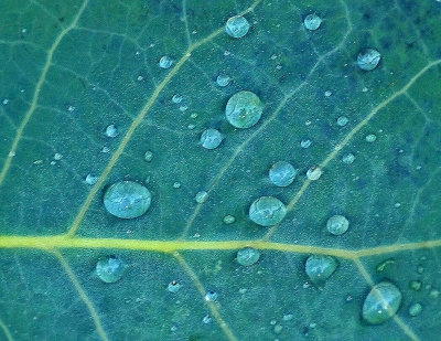 Leaf Johnson Brook Trail 6-30-12-ed-pf.jpg