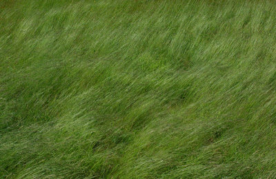 Grass Little Long Pond 6-20-16-pf.jpg