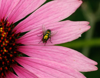Fly Bangor 8-3-12-ed-pf.jpg