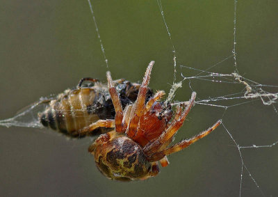 Spider  - City Forest 6-1-13-ed-pf.jpg