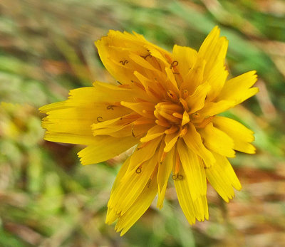 Wildflower  Walden 11-2-12-ed-pf.jpg