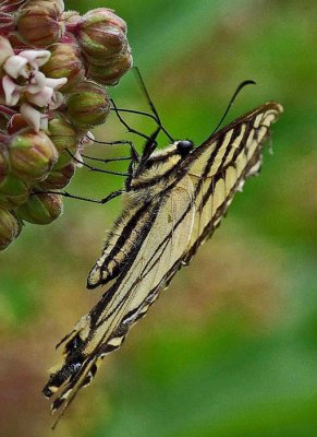 Canadian  Tiger Swallowtail - Sears Island c 7-14-13-ed-pf.jpg