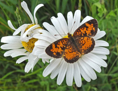 Pearl Crescent  - Newman Hill  7-1-13-pf.jpg