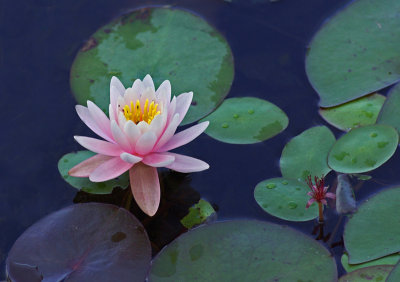 Water Lily  Little Long Pond 7-16-16-pf.jpg