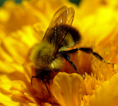 Bee  Garden 7-24-16.jpg