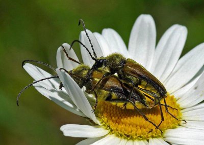 Bugs Mating - City Forest b  6-17-13-ed-pf.jpg