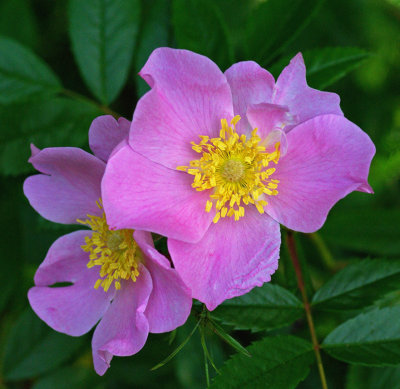 Rosa rugosa - Sears Island 7-19-11-ed-pf.jpg