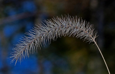 Grass - Newman Hill - Hinds 11-12-12-ed-pf.jpg