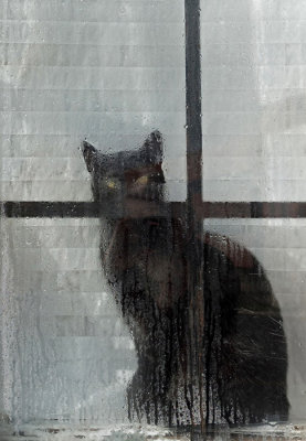 Cat in Window  - Bangor 11-4-12-ed-pf.jpg