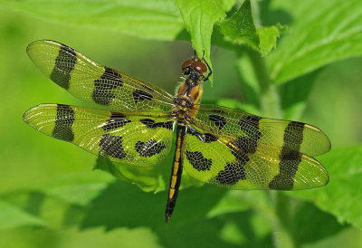 Dragonfly  - City Forest b 7-6-13-ed-pf.jpg