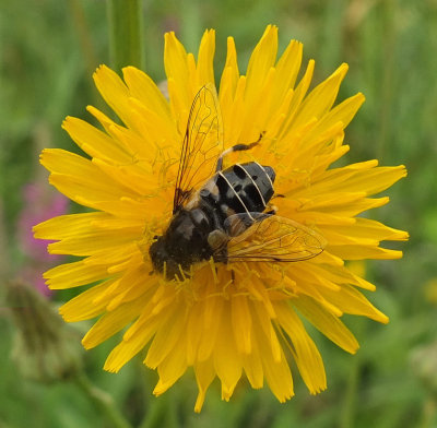 Bee  City Forest 7-31-16-pf.jpg