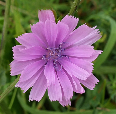 Pink Chicory  City Forest c 7-31-16-pf.jpg