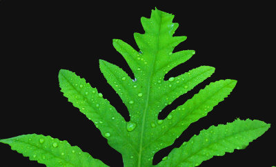 Leaf Perch Pond 6-24-16-pf.jpg