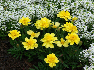 Flowers Downtown c 6-4-16-pf.jpg