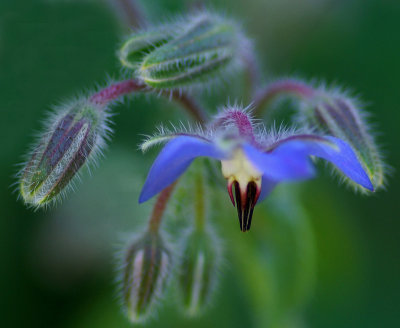 Borage  Garden 7-24-16-pf.jpg