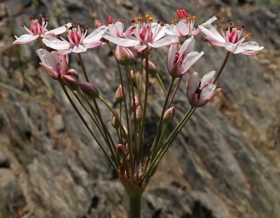 Wildflowers  Kenduskeag Stream e 8-11-16pf.jpg