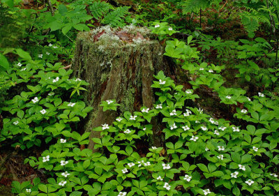 Stump Newman Hill-Hinds 6-14-16-pf.jpg