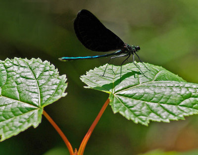 Dragonfly - Little Harbor Brook 7-28-10-ed-pf.jpg