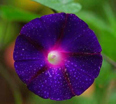 Morning Glory Garden 8-13-16.jpg