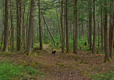 Forest loop Trail Tanglewood 4-16-12-ed-pf.jpg