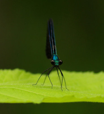 Dragonfly Walden b 7-8-11-ed-pf.jpg