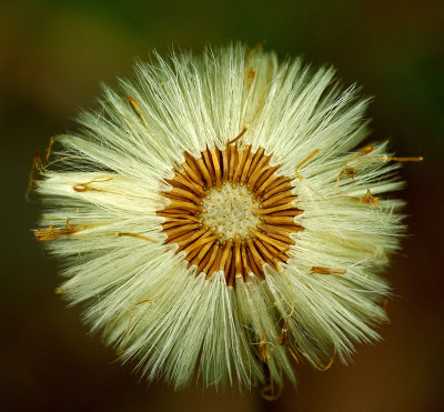 Flower Gone to Seed - City Forest 5-31-12-ed-pf.jpg