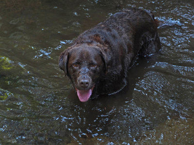 Kelley - Harbor Brook b 8-26-16-pf.jpg