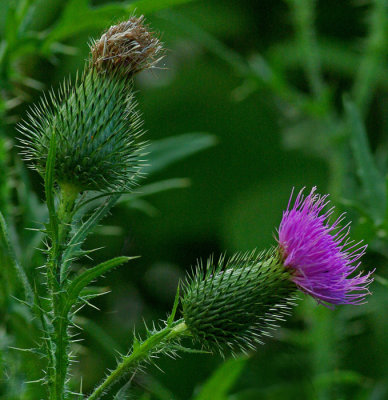 Thistles  Kenduskeag Stream  8-28-16-pf.jpg