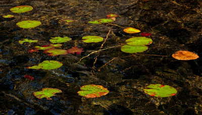 Lily Pads Ducktail Pond b 8-29-16-pf.jpg