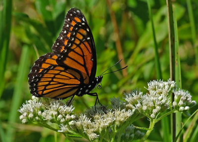 Viceroy City Forest 8-20-12-ed-pf.jpg