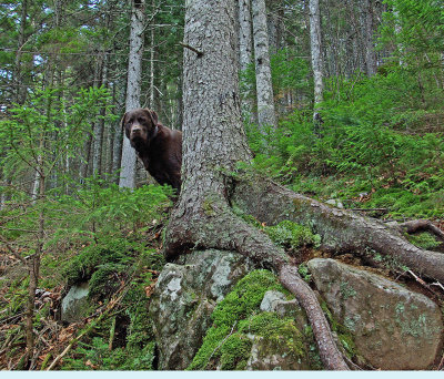 Kelley Loop Trail Little Moose b 11-13-11-ed-pf.jpg