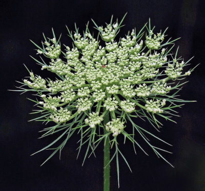 Queen Annes Lace- Newport Rail Trail 7-26-12-pf.jpg