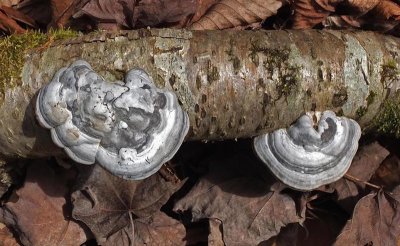 Fungi Frye Mountain Trail  5-17-16-pf.jpg