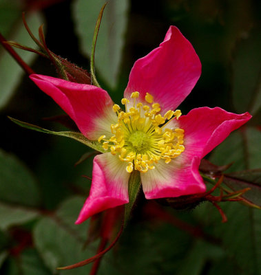 Wild Rose Bangor 5-30-12-ed-pf.jpg