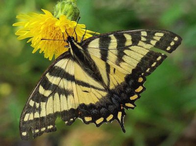 Canadian  Tiger Swallowtail - Sears Island 7-14-13-ed-pf.jpg