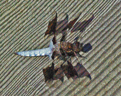 Dragonfly Perch Pond b 6-24-16-pf.jpg
