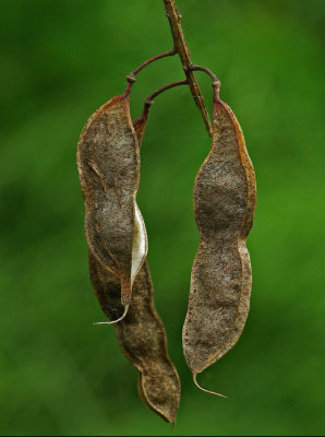 Pods Kenduskeag Stream  Trail 6-2-12-ED-pf.jpg