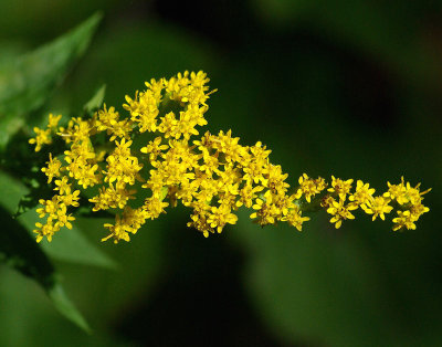 Goldenrod Perch Pond Hike 9-12-16-pf.jpg