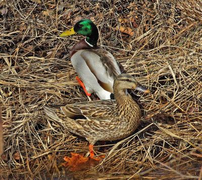 Mallards City Forest 3-26-12-ed-pf.jpg