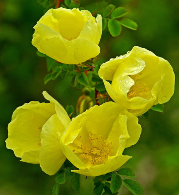Rosa Rugosa Bangor b 5-22-12-ed-pf.jpg